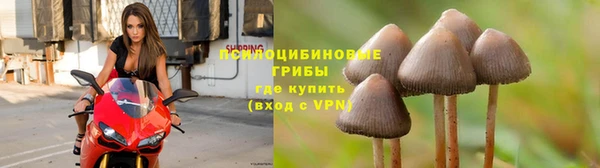 ГАЛЛЮЦИНОГЕННЫЕ ГРИБЫ Белоозёрский